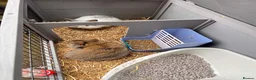 Mixed Breed rabbits for sale: Adorable Pair of Bunnies For sale 🤩 in Widnes - Advert 4