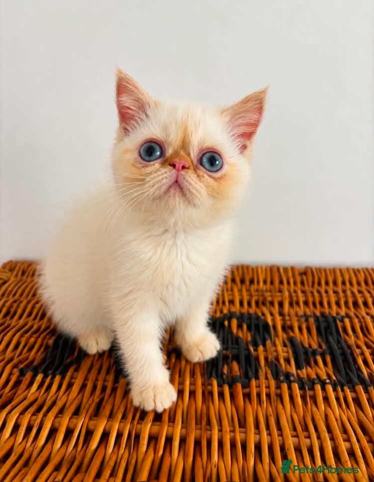 Exotic cats Stunning exotic kittens high quality m - Advert 1