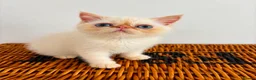 Exotic cats for sale: Stunning exotic kittens high quality m - Advert 1