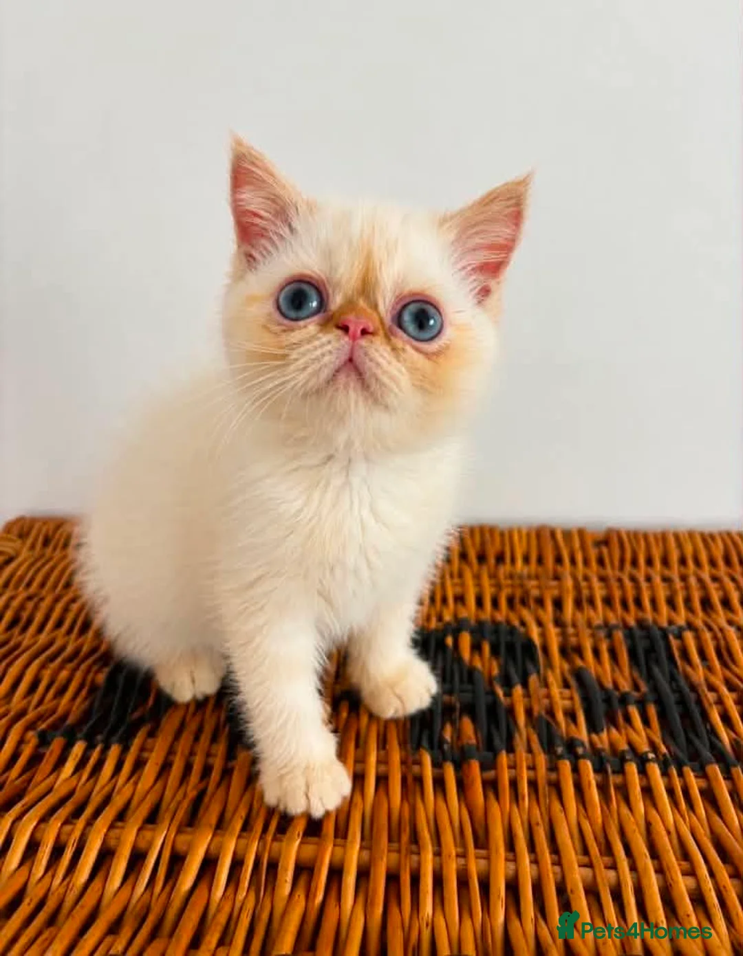 Exotic cats for sale: Stunning exotic kittens high quality m - Advert 1