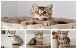 British Shorthair cats for sale: 2 male available TICA register Active British sh - Image 1