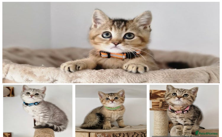 British Shorthair cats - Advert 4