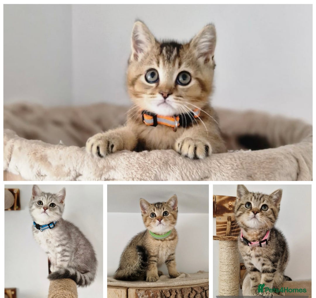 British Shorthair cats for sale: 2 male available TICA register Active British sh - Image 1