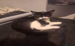 Domestic Shorthair cats for sale: Black and white female kitten  - Image 1