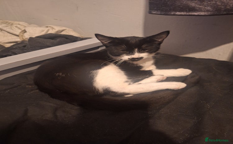 Domestic Shorthair cats - Advert 1