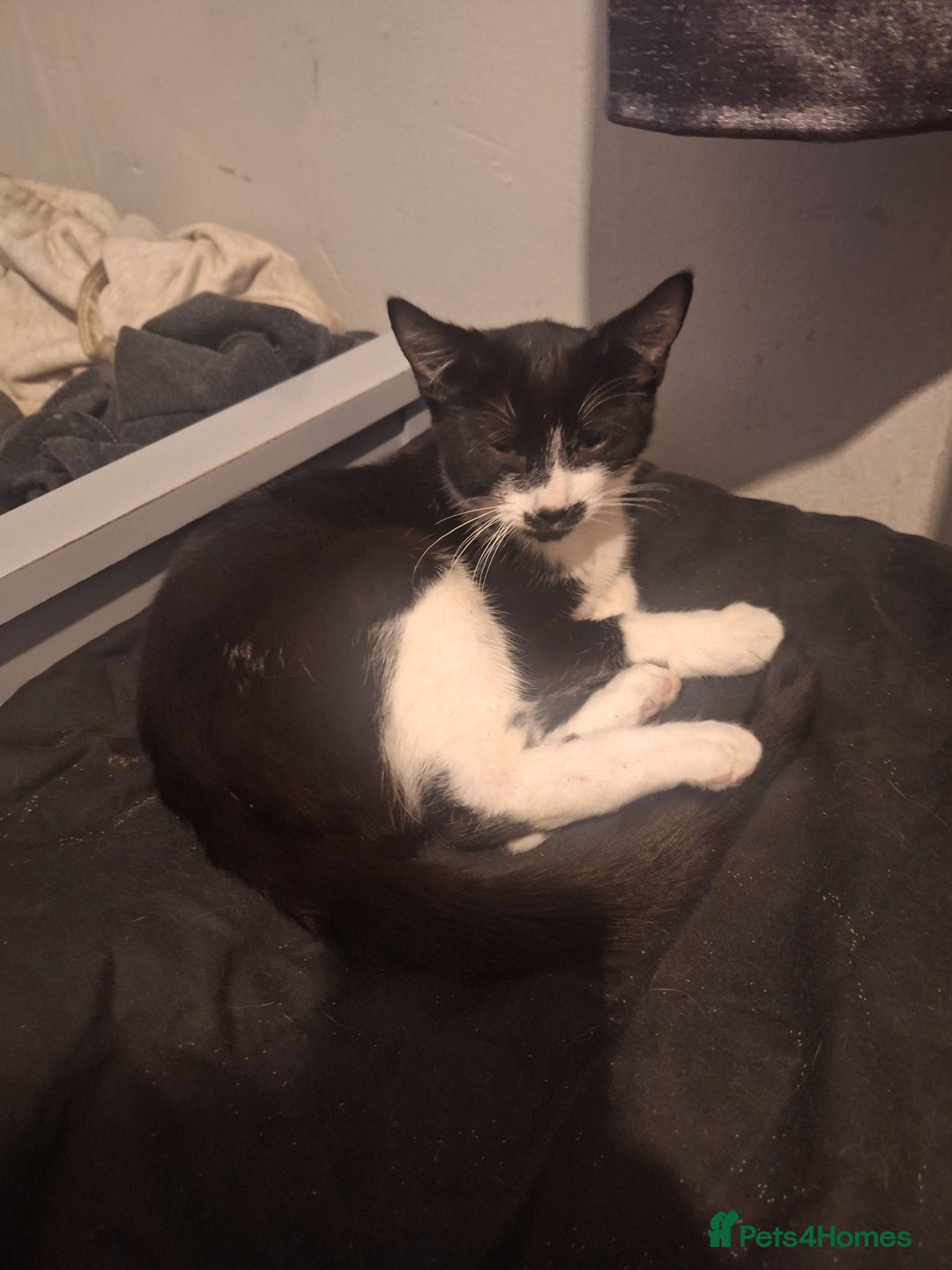 Domestic Shorthair cats for sale: Black and white female kitten  - Image 1