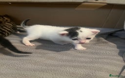 British Shorthair cats for sale: 4 adorable girl kittens  - Image 13