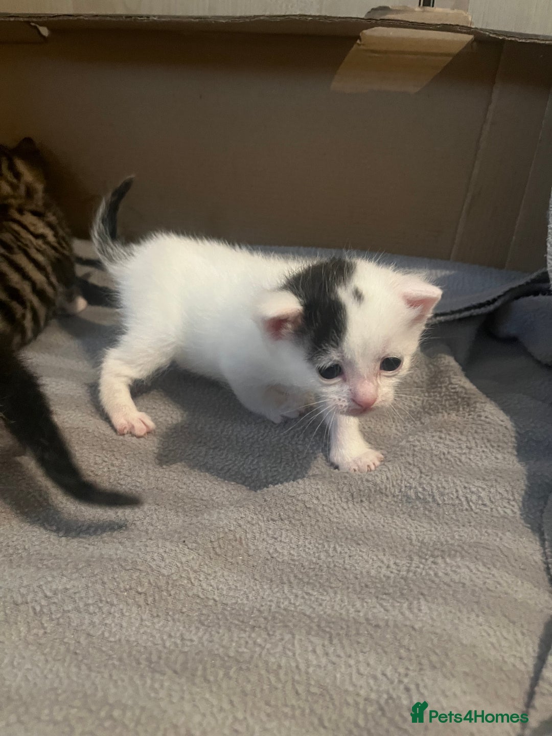 British Shorthair cats for sale: 4 adorable girl kittens  - Image 13