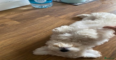 Maltipoo dogs - Advert 8