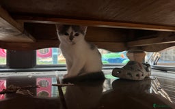 Mixed Breed cats for sale: Grey and White 10 week old female kitten - Image 2