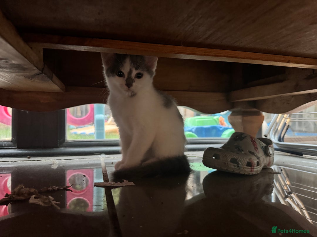 Mixed Breed cats for sale: Grey and White 10 week old female kitten - Image 2