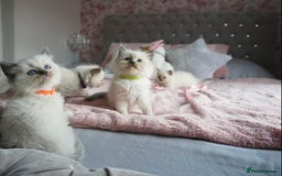 Ragdoll cats for sale: Champion blood dilute blue tabby ragdoll kitten - Image 27