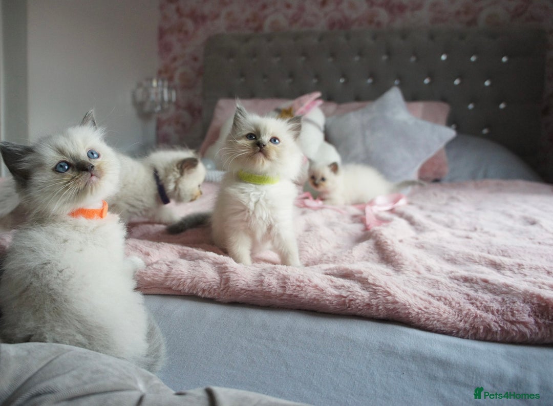 Ragdoll cats for sale: Champion blood dilute blue tabby ragdoll kitten - Image 27