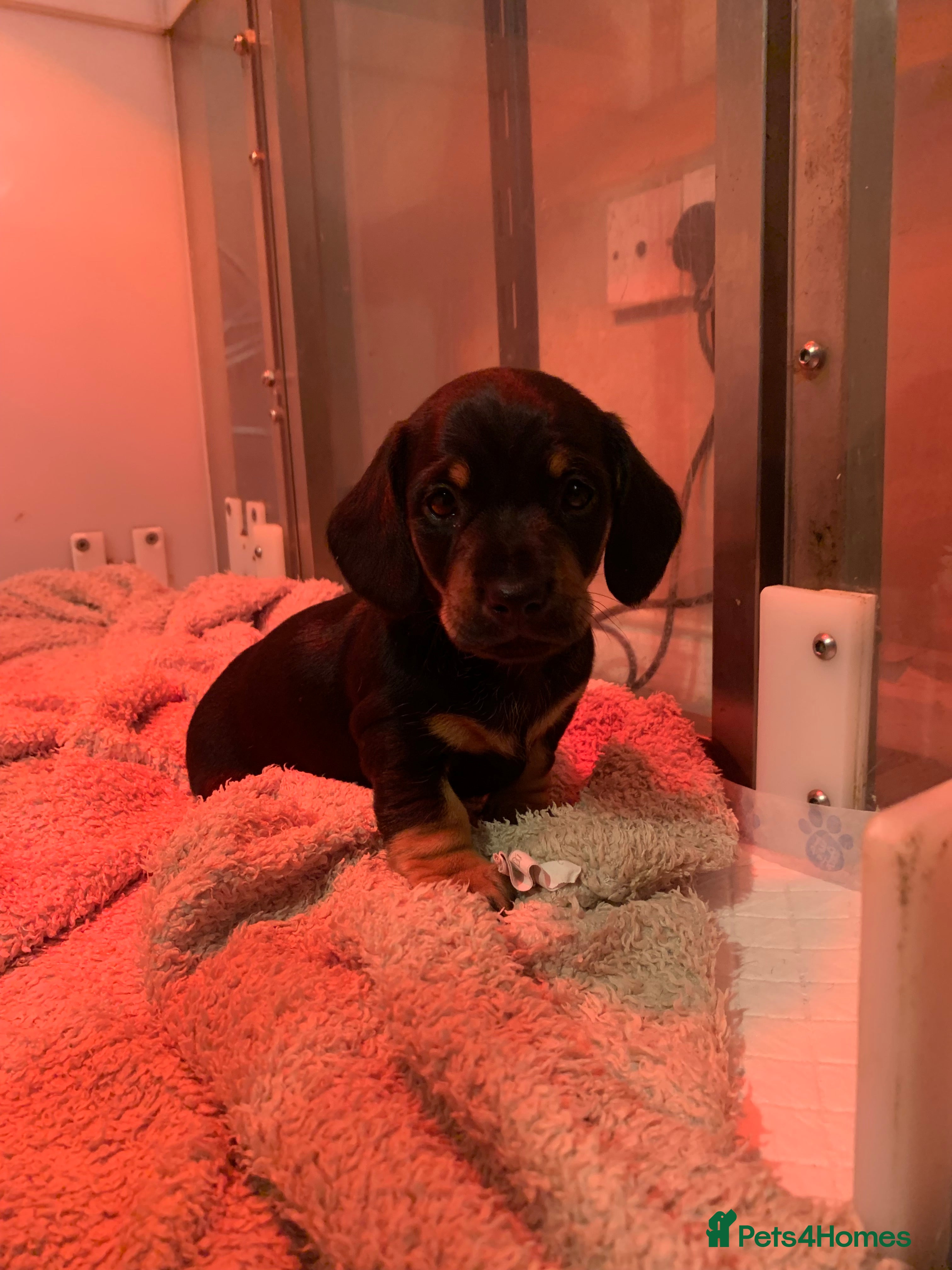 Dachshund dogs 🐾Adorable Dachshund Boys🐾 - Advert 11