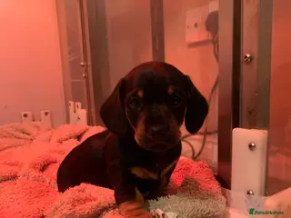 Dachshund dogs 🐾Adorable Dachshund Boys🐾 - Advert 11