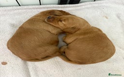 Cavapoo dogs for sale: Cavapoo puppies for sale - Image 2
