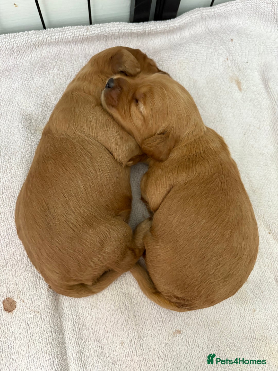 Cavapoo dogs for sale: Cavapoo puppies for sale - Image 2