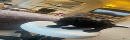 Mixed Breed dogs for sale: Toy poodle and miniature poodle mix puppies  - Advert 18