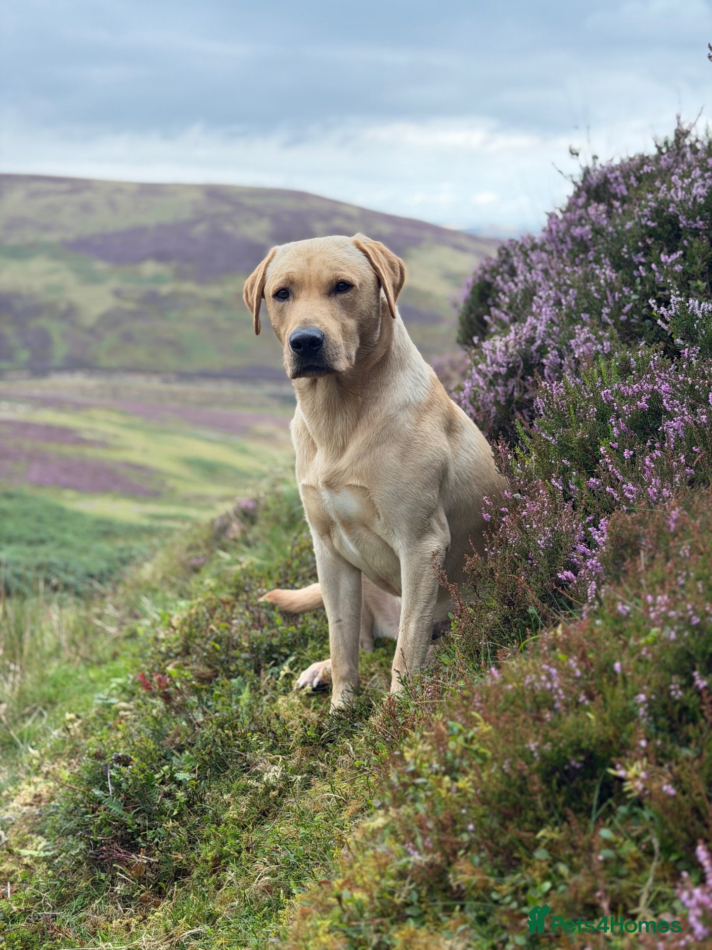 Labrador Retriever dogs Strong Fully Health Tested Labrador Stud - Advert 1