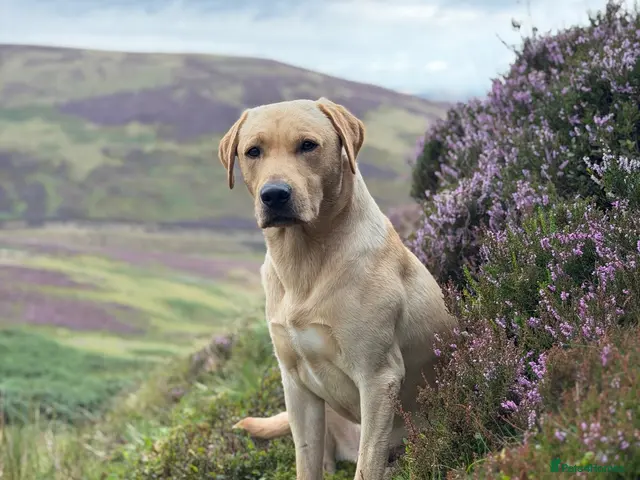 Labrador Retriever dogs Strong Fully Health Tested Labrador Stud - Advert 1