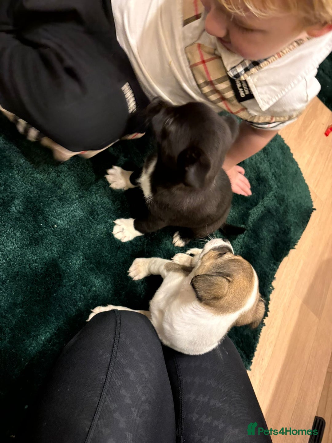 Chihuahua dogs for sale: Chihuahua  - Advert 12