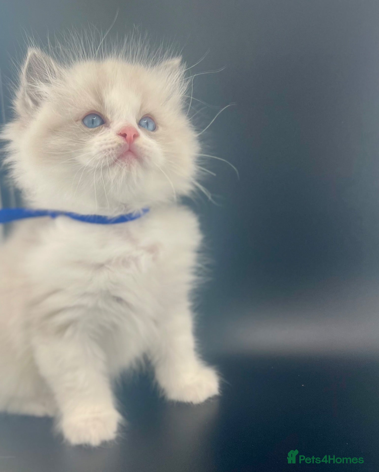 Ragdoll cats Champion Lines TICA Ragdoll Kittens blue Bi colour - Advert 1
