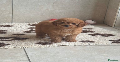 Cavachon dogs - Advert 5