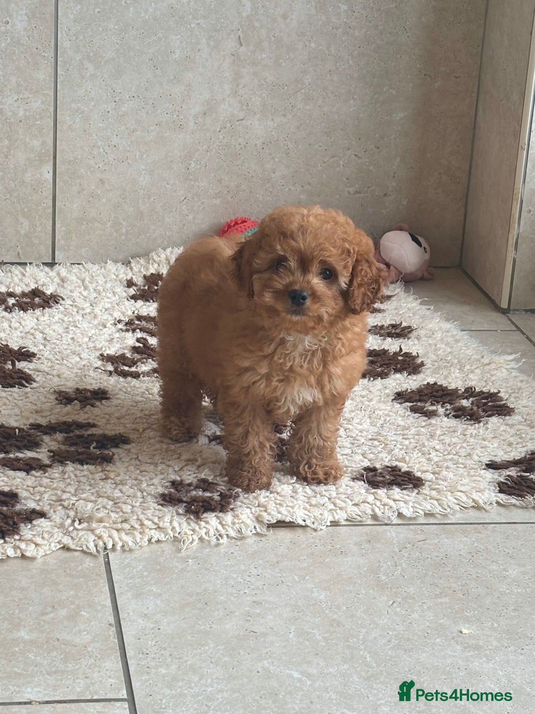 Cavapoochon dogs for sale: Cavapoochon boy 💙 - Image 3