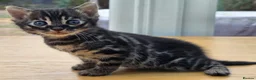Bengal cats for sale: 🐆 2 BEAUTIFUL TICA BENGAL GIRLS – £1,200 EACH 🐆 - Advert 5