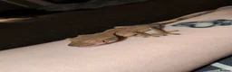 Gecko reptiles for sale: 5 Month old Crested gecko - Advert 4