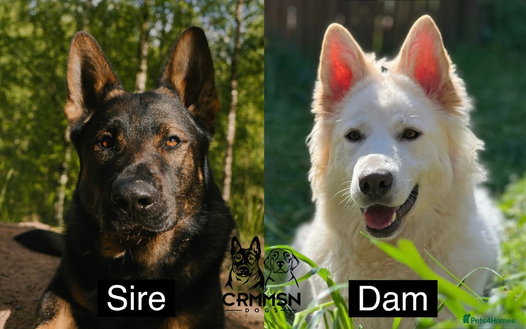 German Shepherd dogs for sale: Miss Brown  - Exceptional KC Reg Czech Line German Shepherd Pups - Image 9