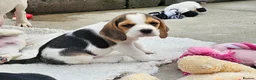 Beagle dogs for sale: Stunning Litter of KC Registered Beagle Pups  in Thirsk - Advert 6