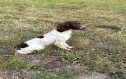 English Springer Spaniel dogs for stud: Ned health tested available for stud in Devizes - Image 4
