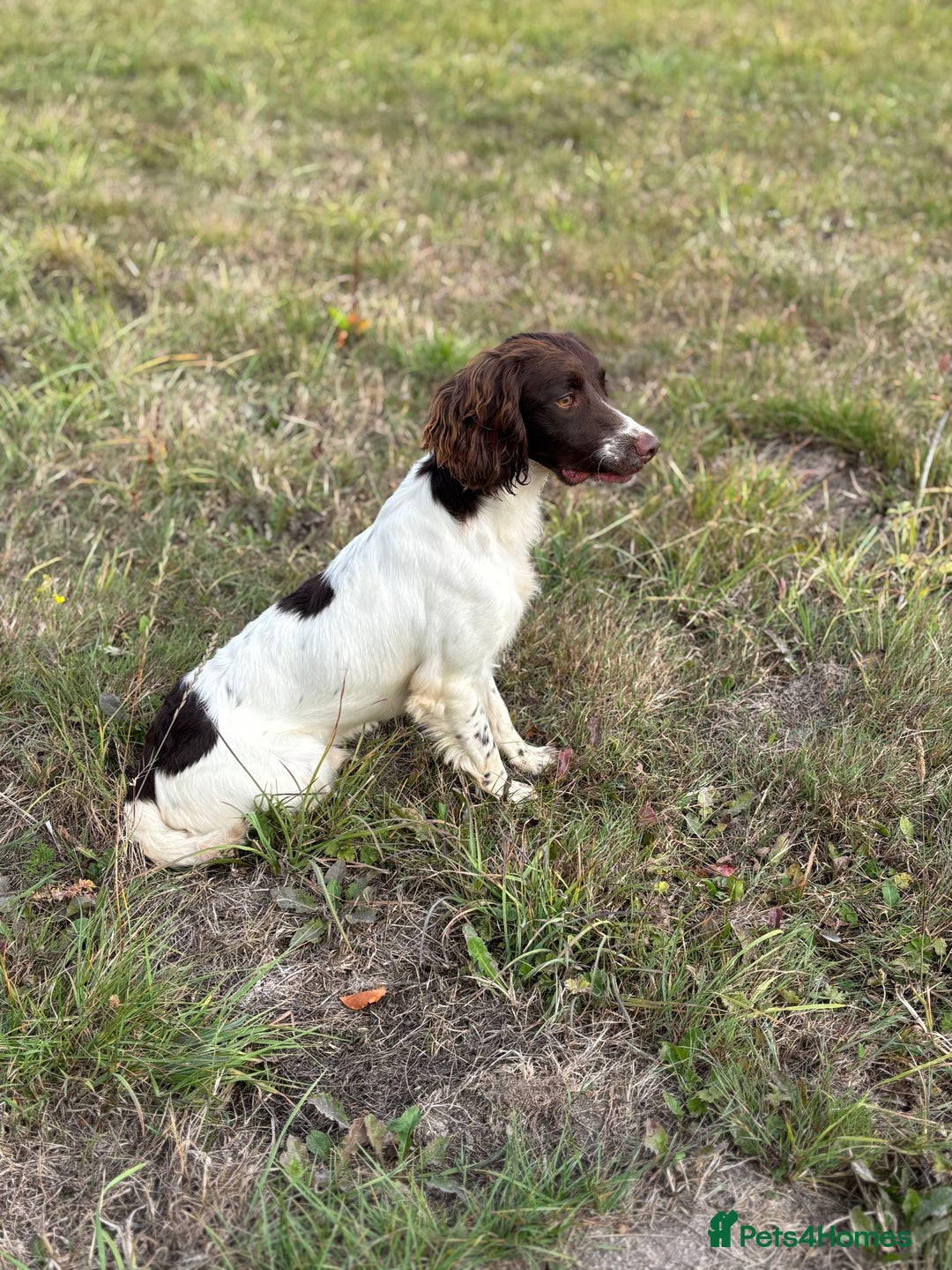 English Springer Spaniel dogs for stud: Ned health tested available for stud in Devizes - Image 4