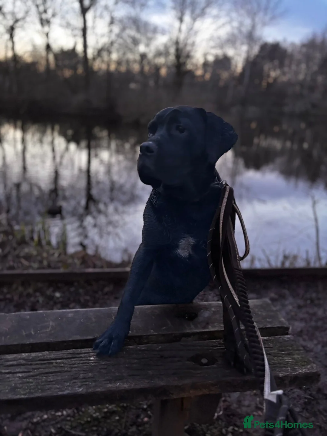 Cane Corso dogs for sale: Beautiful Female Cane Corso – Athena ❤️ in Blackpool - Advert 5