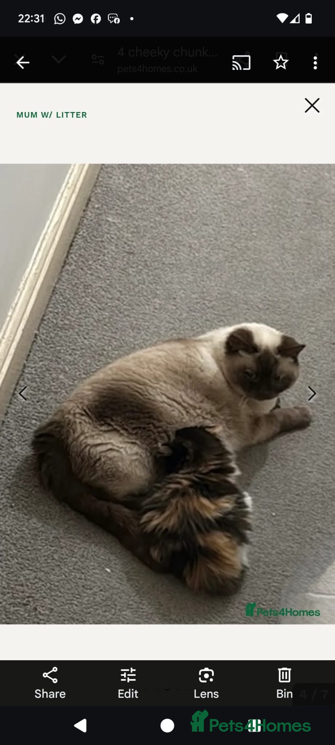 Mixed Breed cats for sale: British short/long hair x kittens ready to go  - Image 13