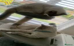 Ragdoll cats for sale: Half breed Ragdoll female kitten available  - Image 22