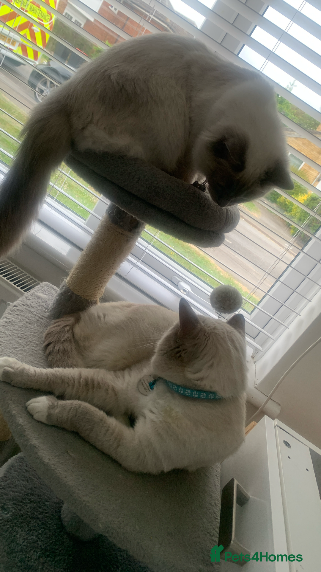 Ragdoll cats for sale: Half breed Ragdoll female kitten available  - Image 22
