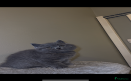 British Shorthair cats for sale: British shorthair kittens🩵 - Image 5