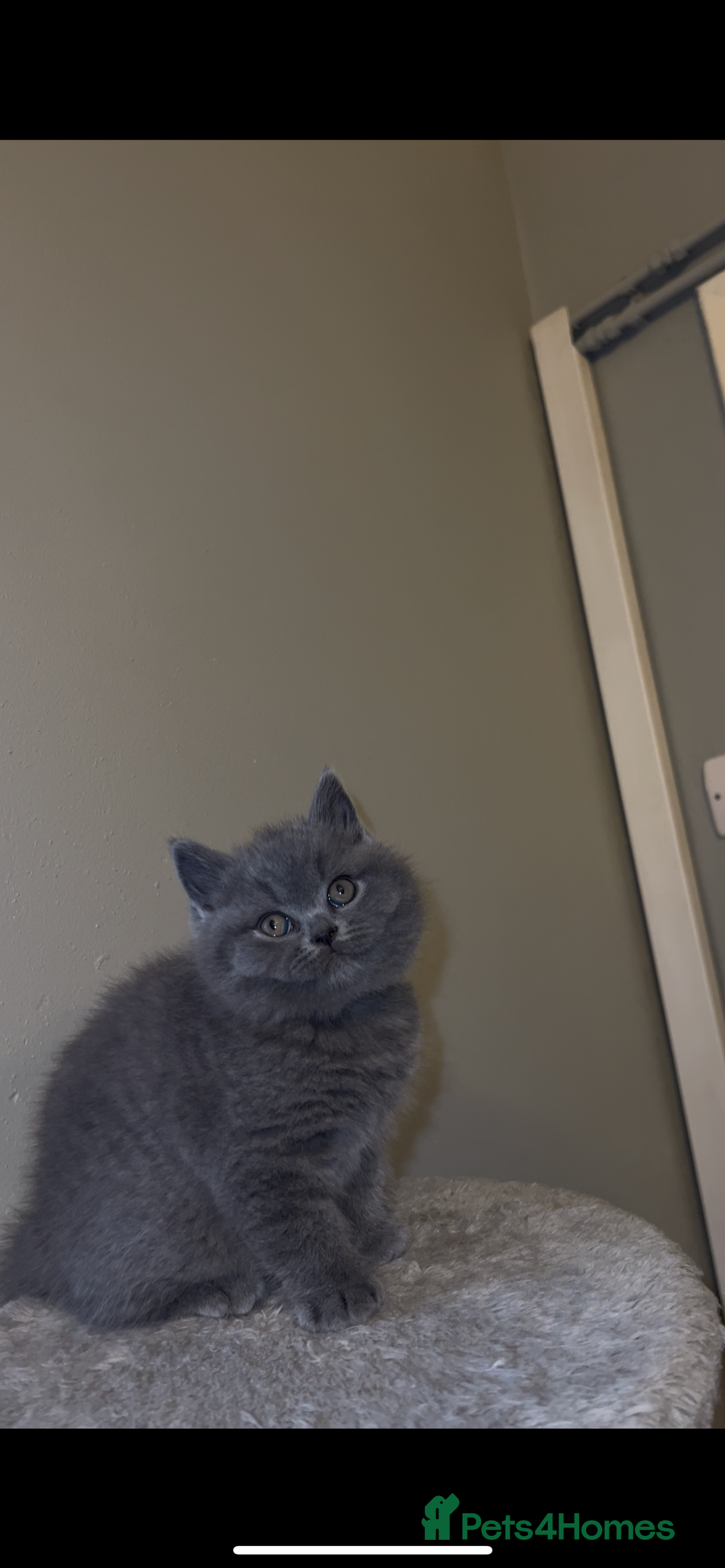 British Shorthair cats for sale: British shorthair kittens🩵 - Image 5