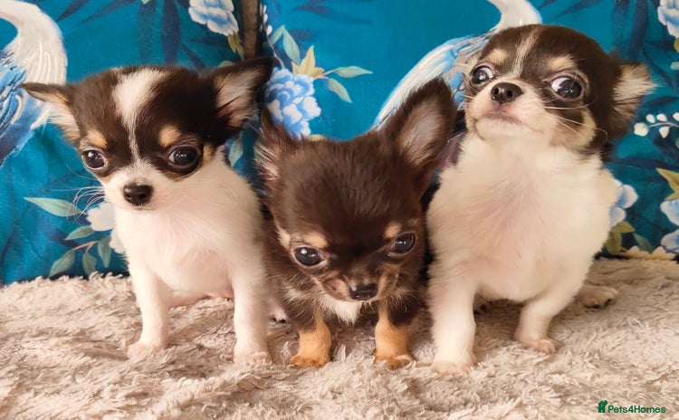 Chihuahua dogs - Advert 12