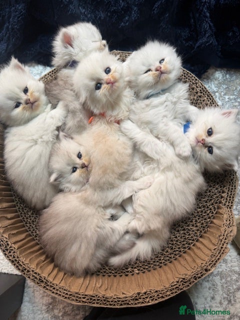 British Longhair cats  STUNNING RARE SILVER-GOLDEN BLH KITTENS AVAILABLE - Advert 1
