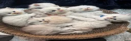 British Longhair cats for sale:  STUNNING RARE SILVER-GOLDEN BLH KITTENS AVAILABLE - Advert 1
