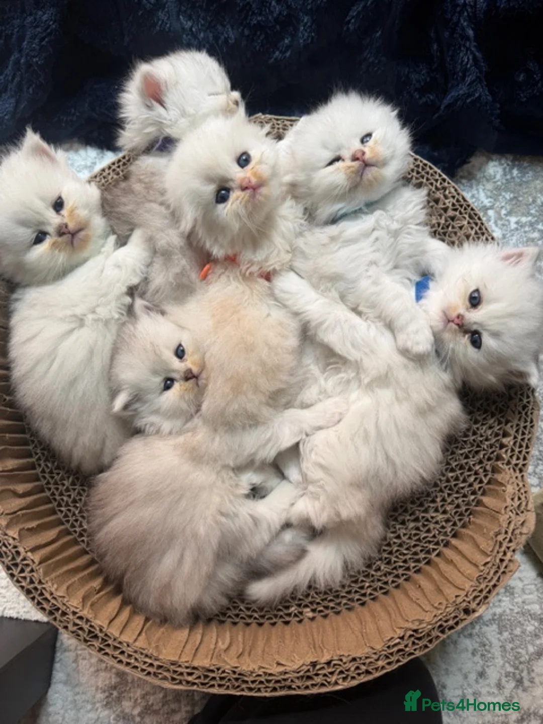 British Longhair cats for sale:  STUNNING RARE SILVER-GOLDEN BLH KITTENS AVAILABLE - Advert 1