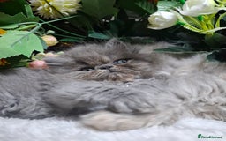 Persian cats for sale: Blue Persian kittens  - Image 30