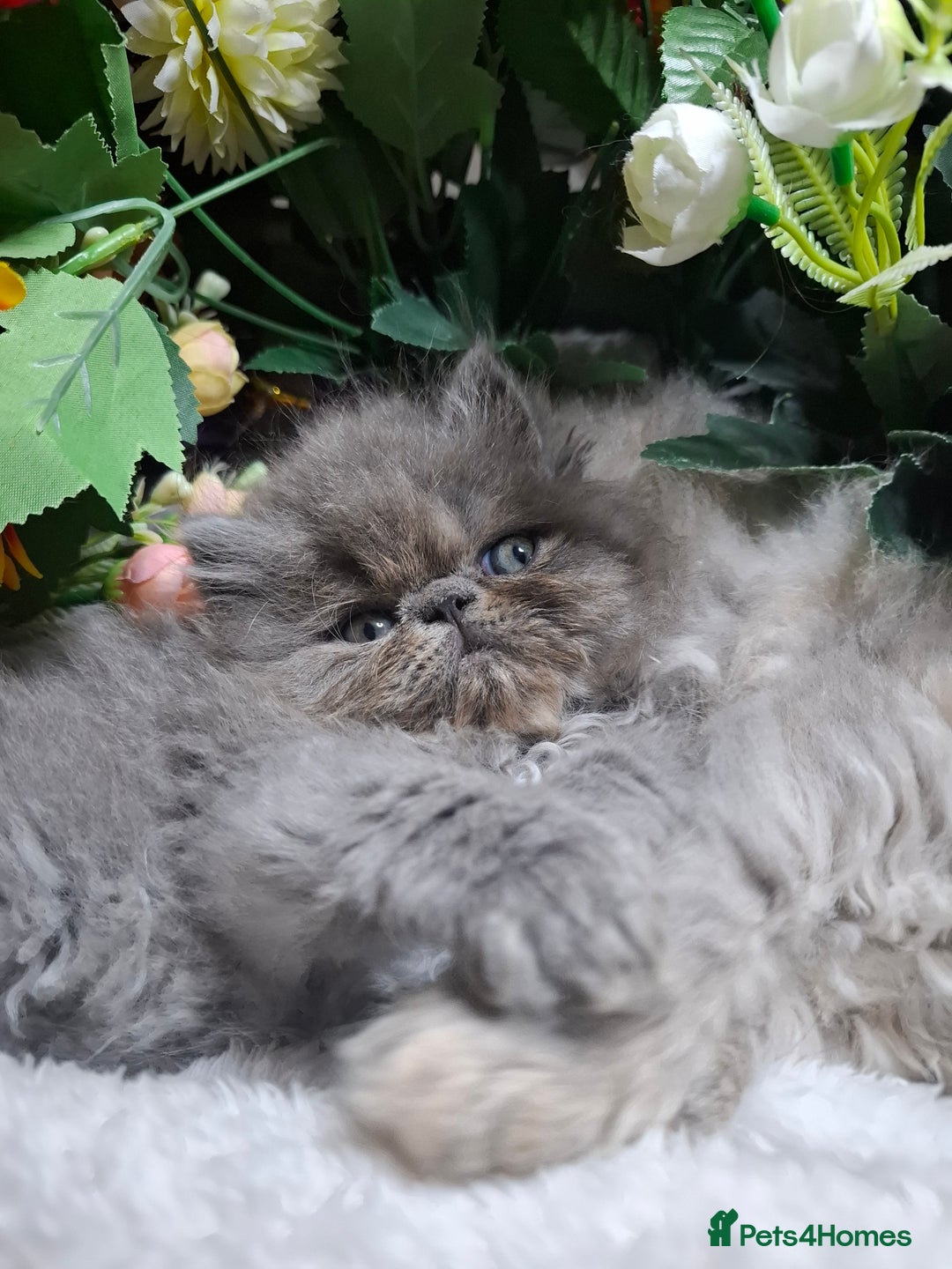 Persian cats for sale: Blue Persian kittens  - Image 30