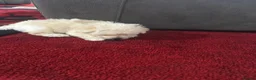 Morkie dogs for sale: 3 morkie puppies  - Advert 9