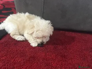 Morkie dogs White male morkie puppy - Advert 2