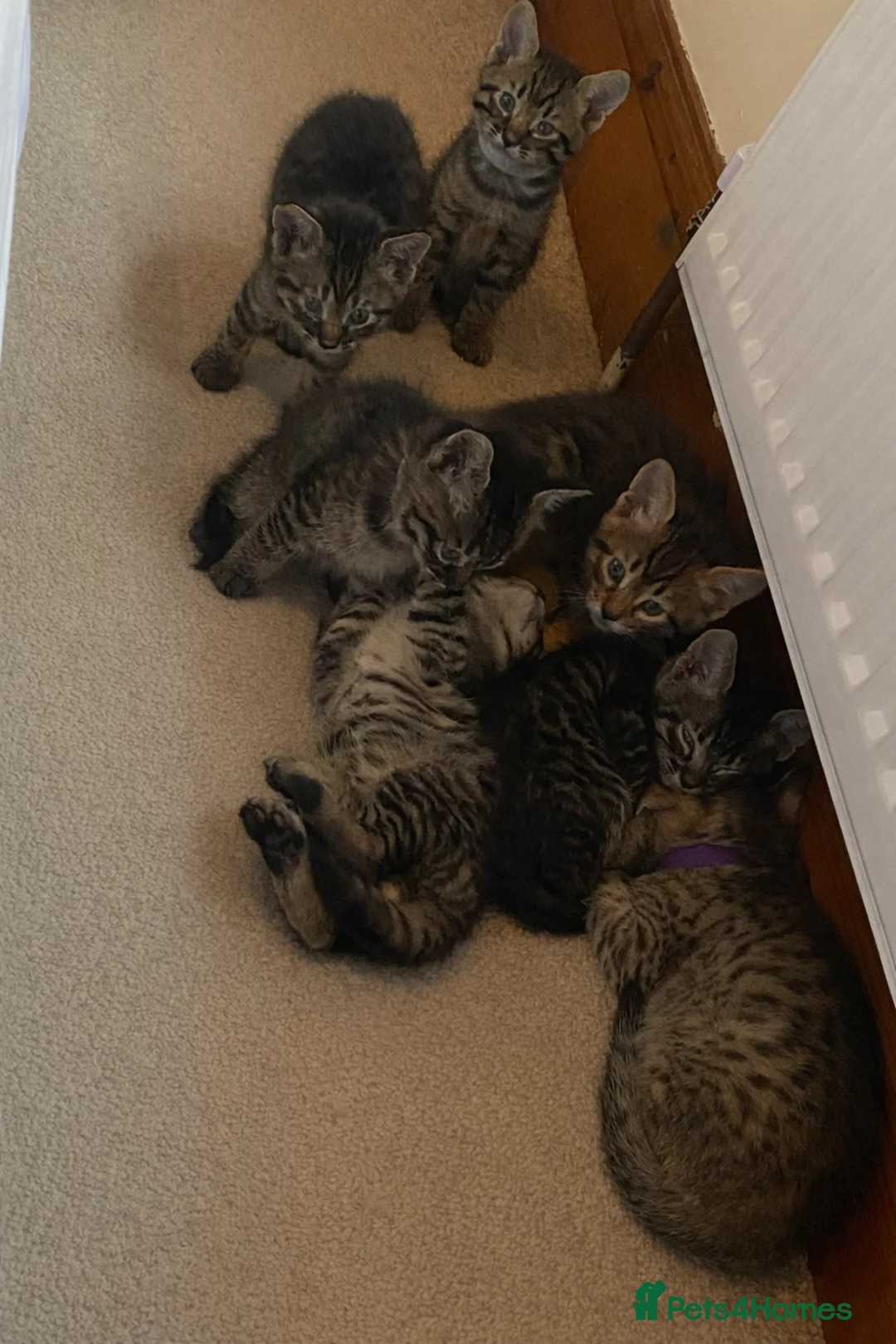 Mixed Breed cats for sale: Savannah X Maine Coon kittens - Advert 2