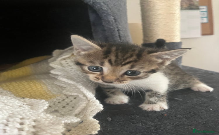 Mixed Breed cats - Advert 5